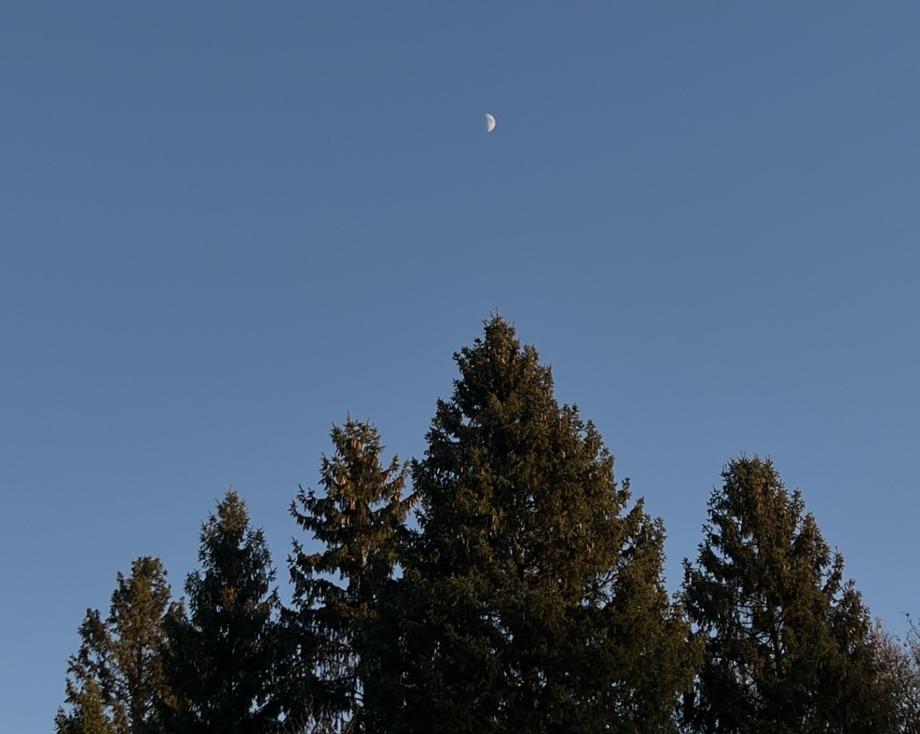 Bäume und Mond